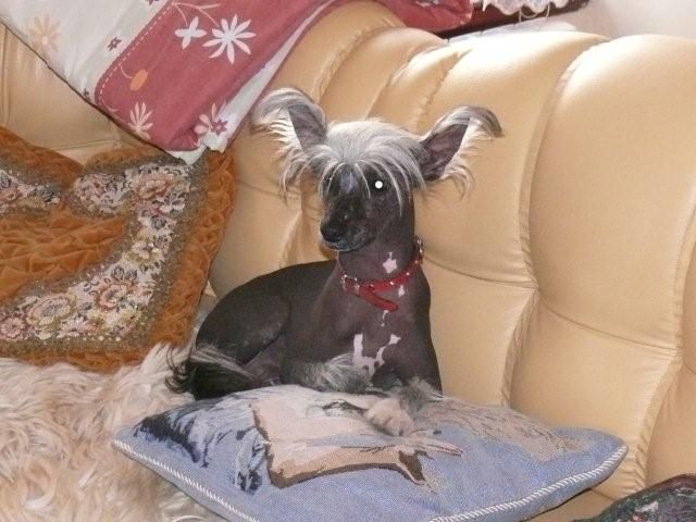 K-Mustang Chrustowianki