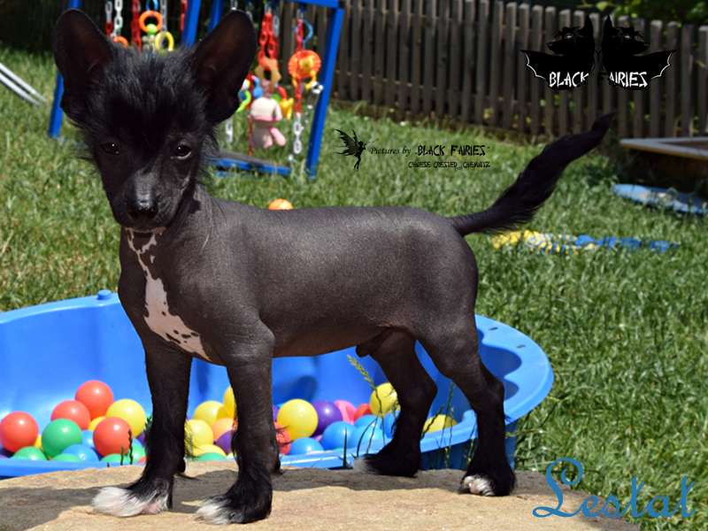 BlackRose Lestat from *BlackFairies*