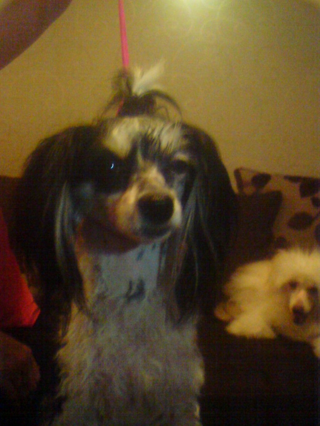 Sigyns Much Too Cute