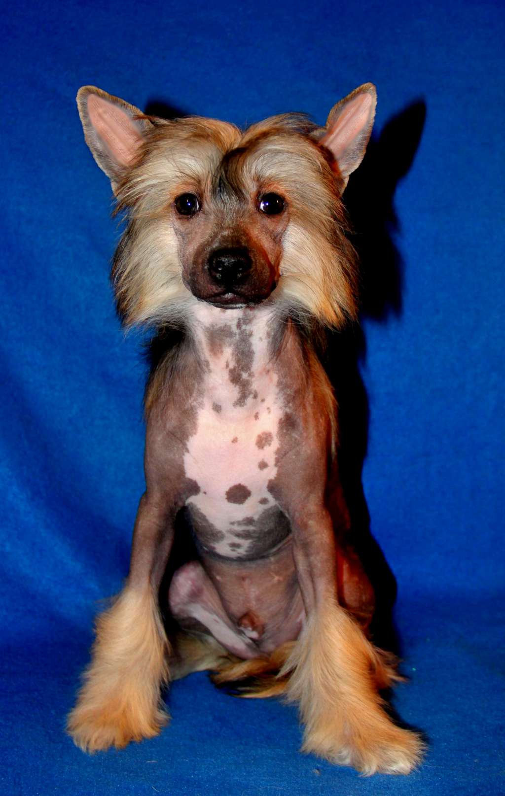 Star Dynasty Galant Kavaler