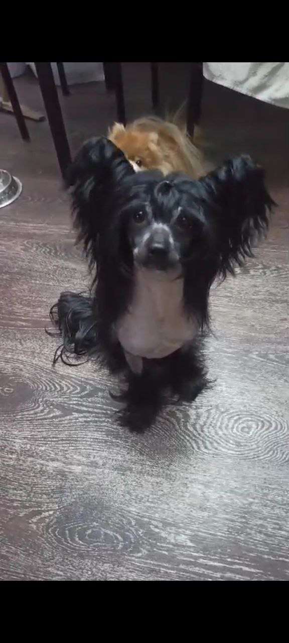 Patris Luxurious Black Diamond Giovanni