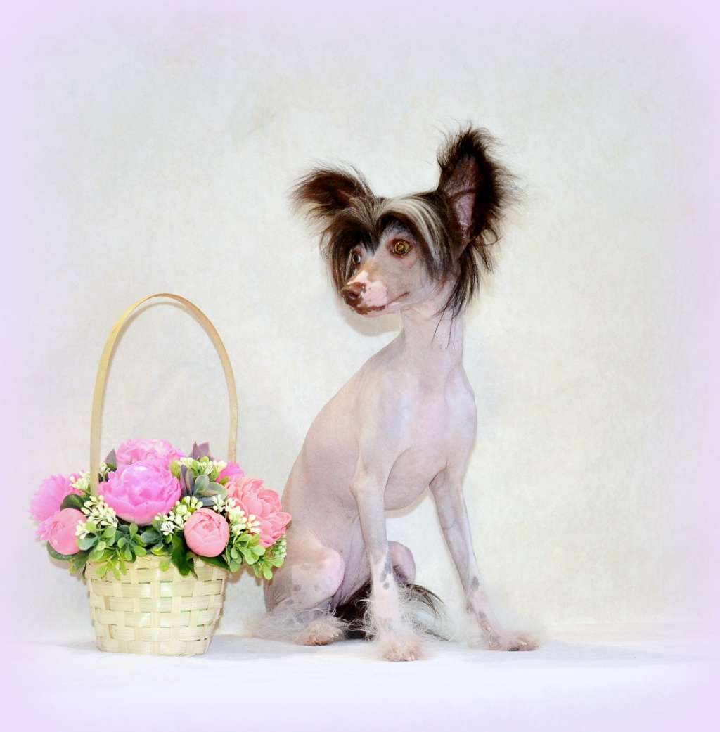 Moon Gift Chudesnaya Ledi Star