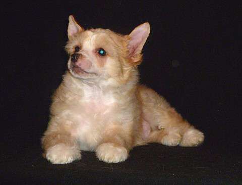 Rolana Family Tayson