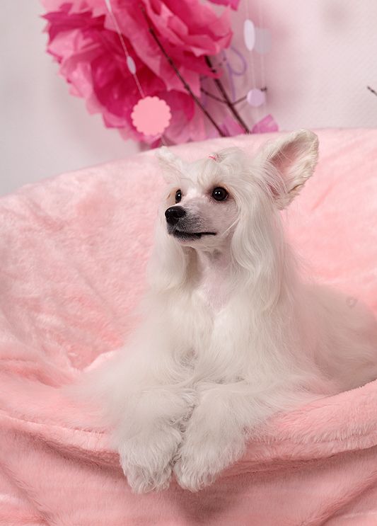 Grand Show Djody Lorayn