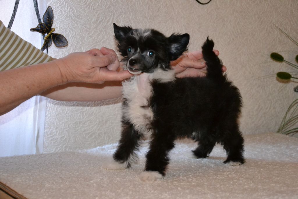 De La Mahafu's GlamMiss Jack