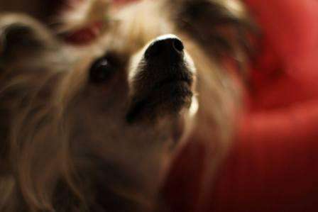 Scherzando Madame Cholet