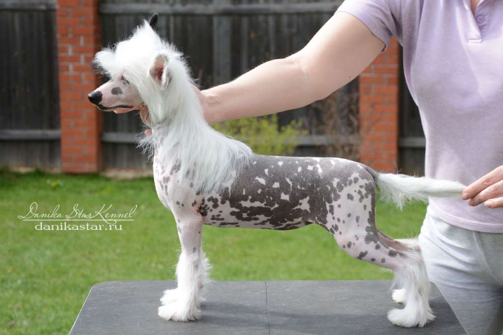 Danika Star Infinite Charm