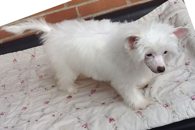 Queen  Desire von Shinbashi