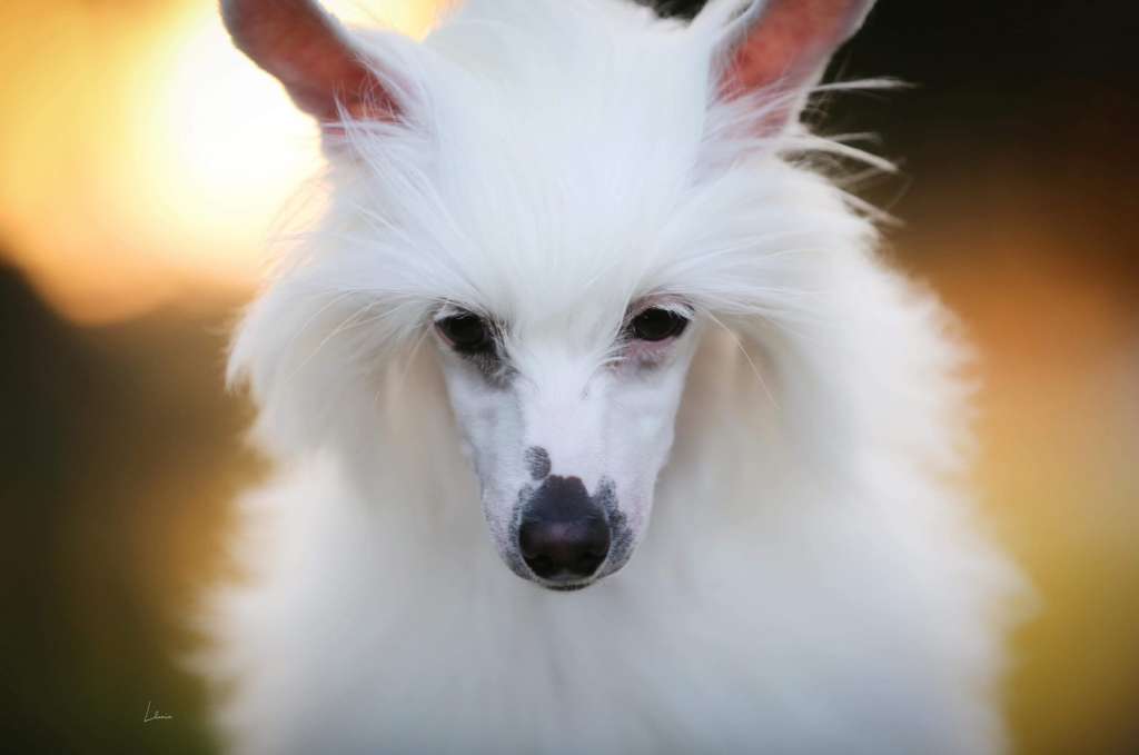 Candela MyAngel Are You Red E For Me