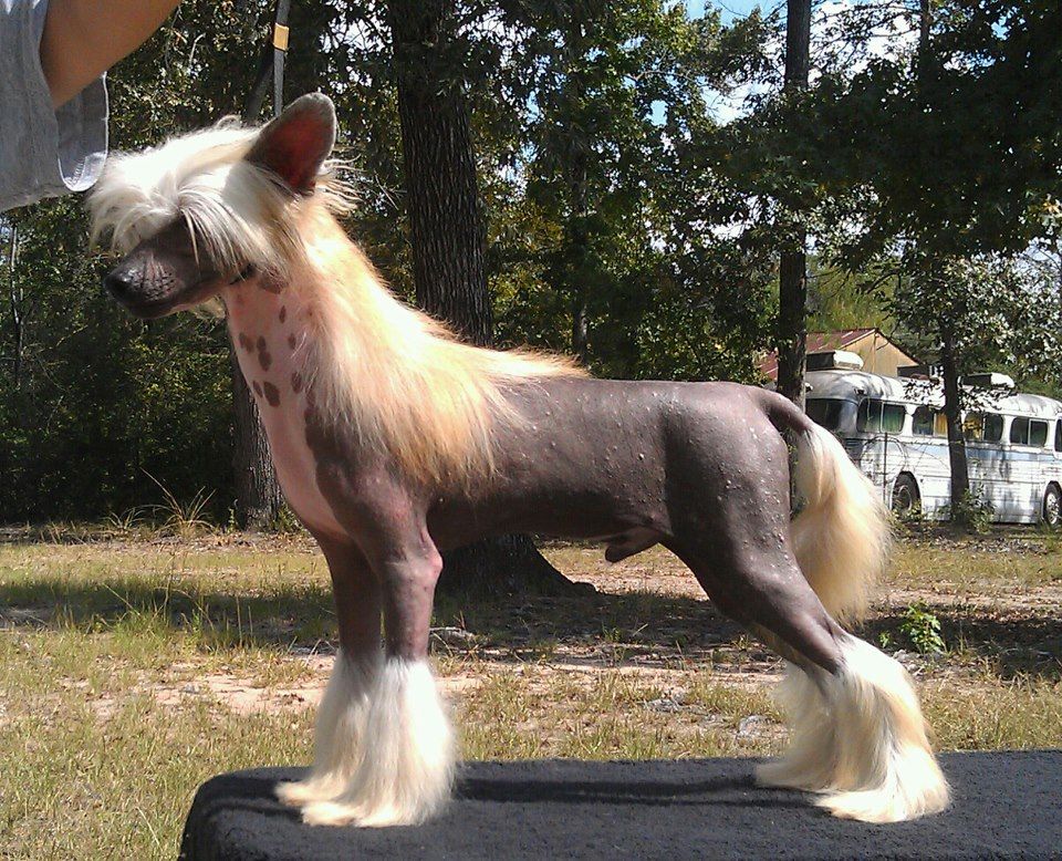 Explicit's This Is How I Roll