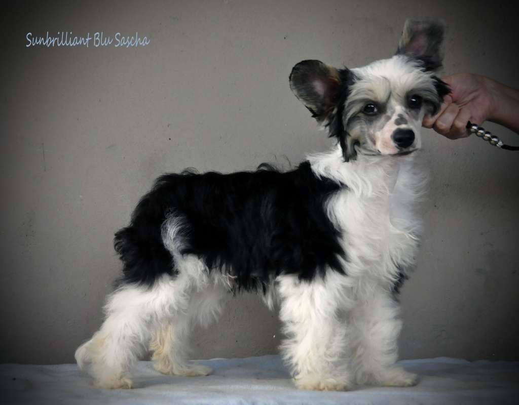 Sunbrilliant Blu Sascha