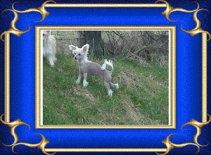 Doucai Sweet Love Of BridgetNAces