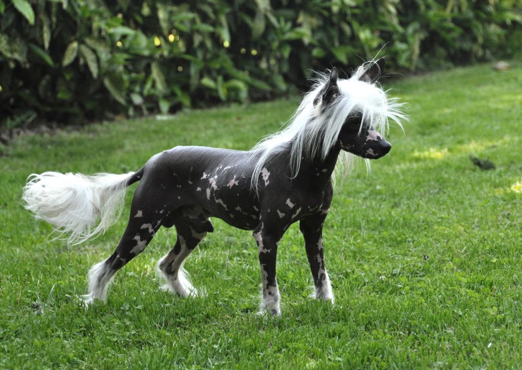 Frimeur Little Champs