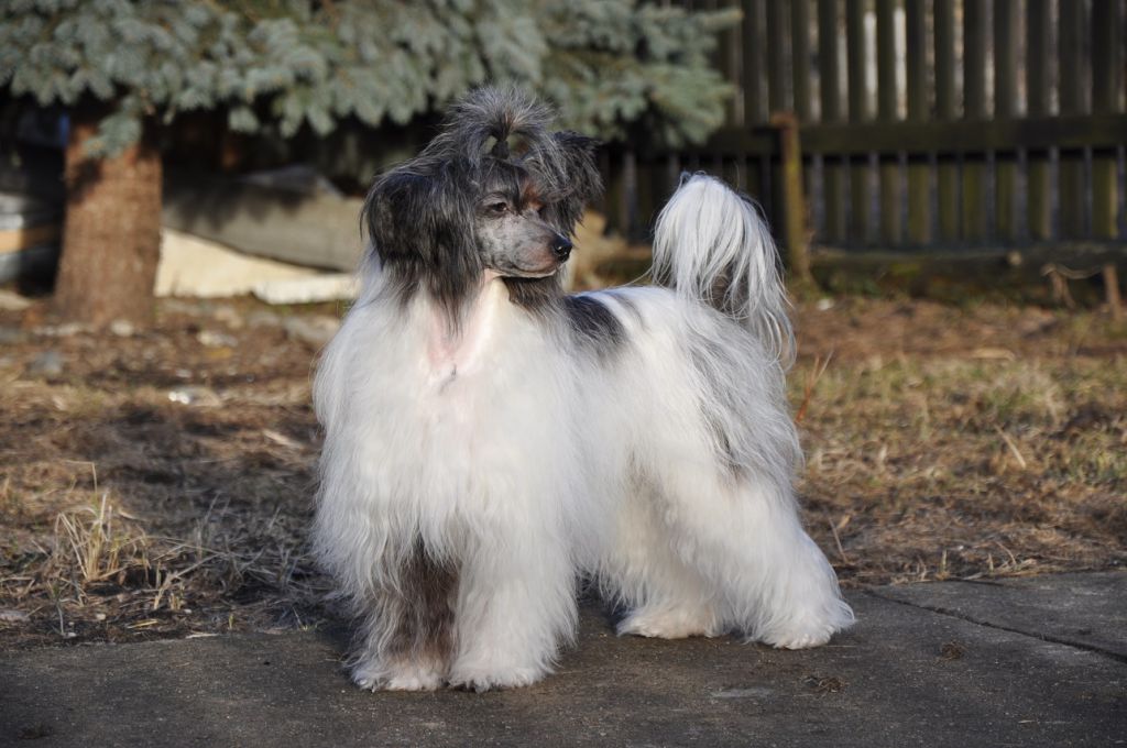 Alfiya Winning Smile