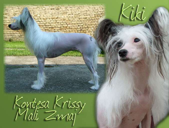 Kontesa Krissy Mali Zmaj