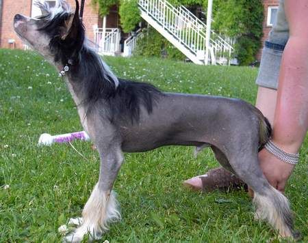 Zipolino's Back on Track