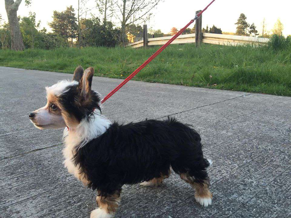 Playgirl Of Livin la Vida Loca