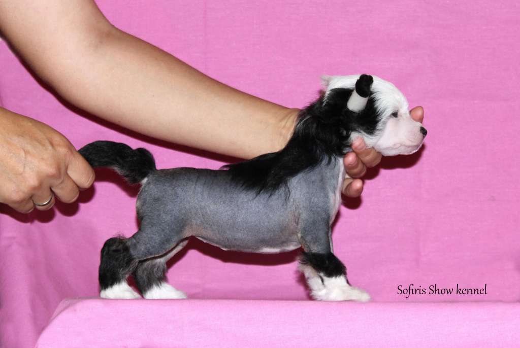 Sofiris Show Trust In Me