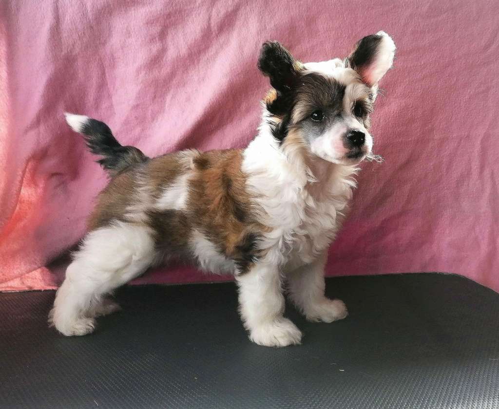 Be My Dog's Ojo De La Cara