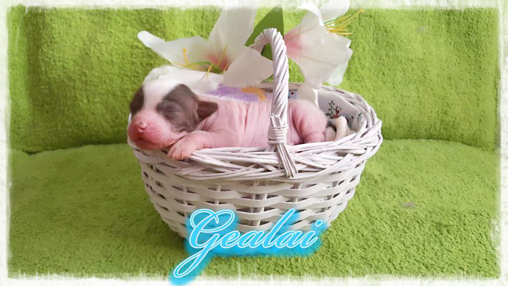 Gealai of Purple Rain