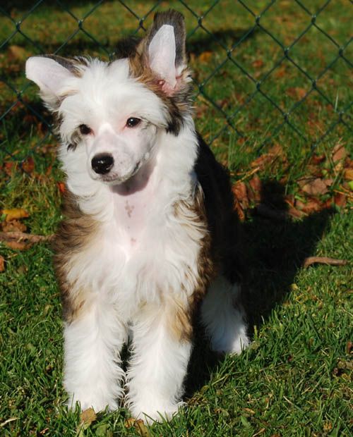 Chineseblue's Just Like You