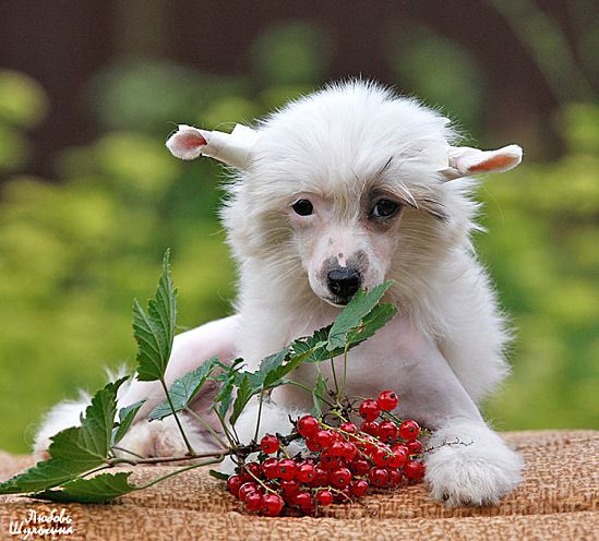 Olegro Katrin Luckily For Me