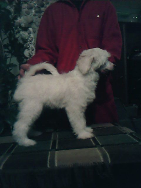 Shes A Baby Doll Imperija