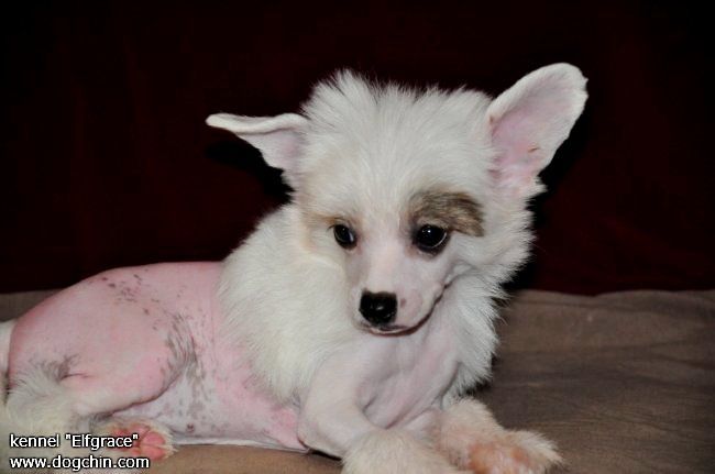 Elfgrace Zneshka Bela Pani