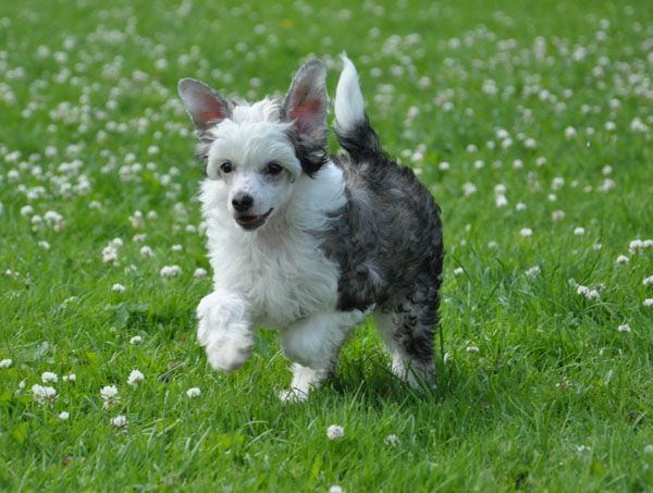 K9Madness Fairytale Flirt