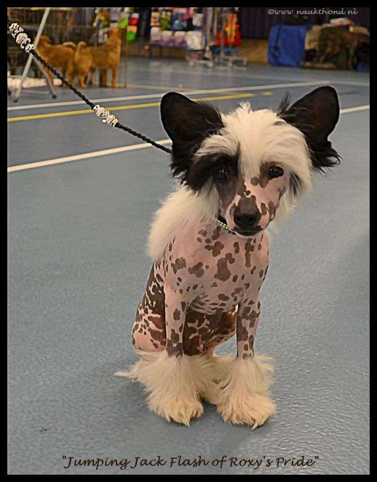 Jumping Jack Flash of Roxy's Pride