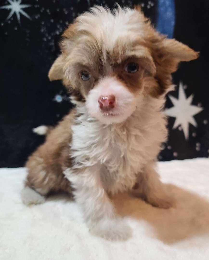 Long Haul's Devil's Food With A Twist