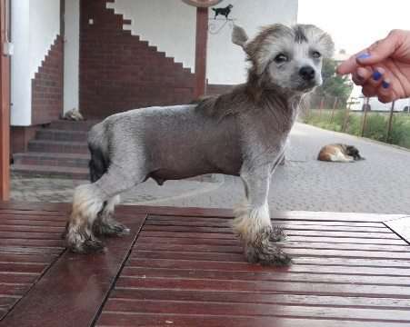 SKIPPER z Lowickiego Ksiestwa