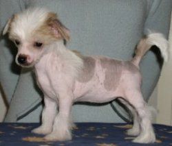 Citadela Hot Chocolate