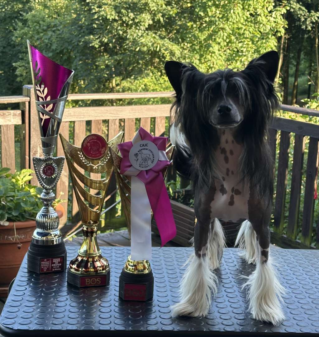 Joy of my Life Ankadi