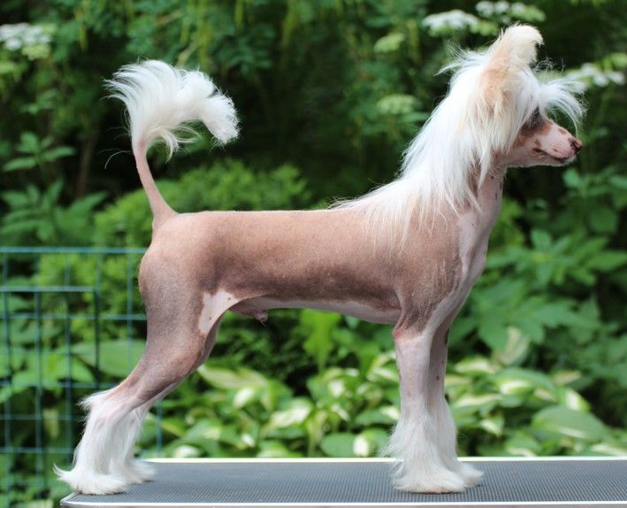 Maybell's Of Course I'm Mohican