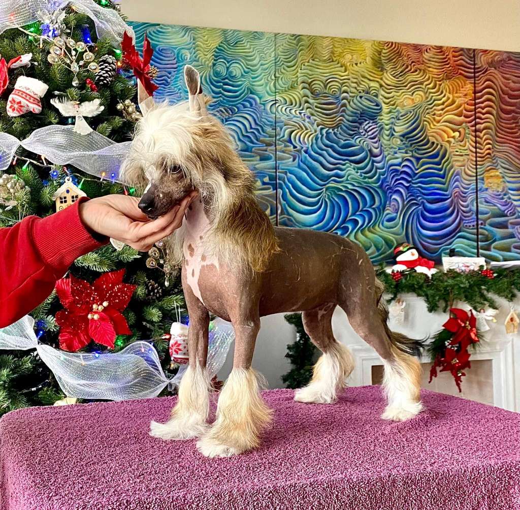 Queen Im On Fire (Cantarell)