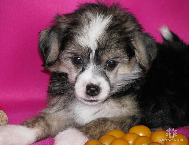 Hohlatiy glamour Tunsy Milashka