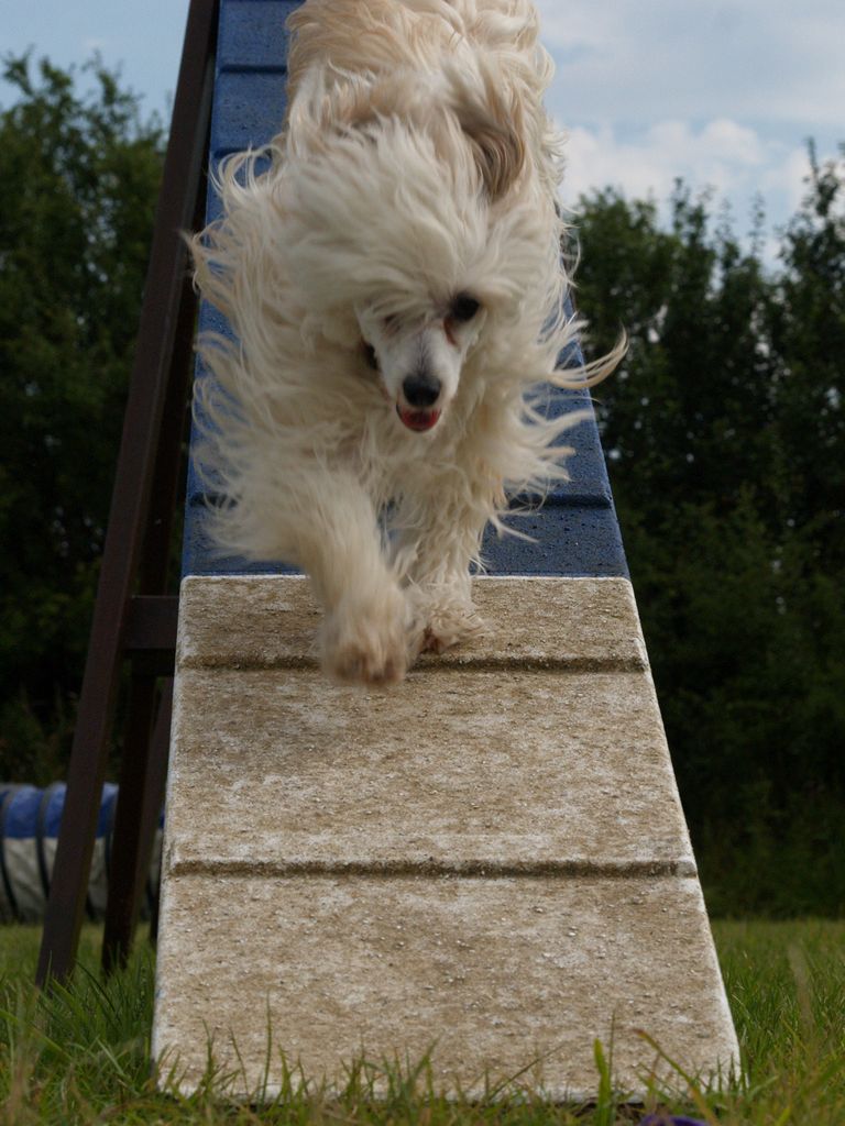 Leibwache Rock Steady