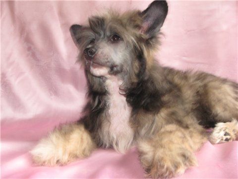 Kado Kitaiski Potselui Amarilis One Kiss