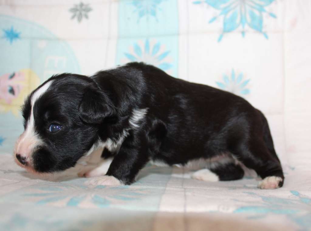 Zabava Vitality iz Clana Timurlana