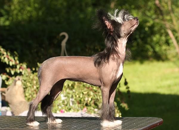 Xissi Roses Avokaduh