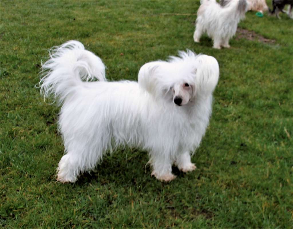 Freaky Cocaine Gintaro Magija