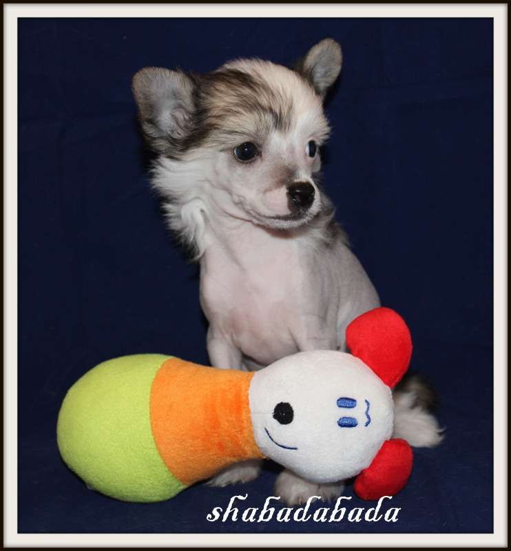 Shabadabada du Pavé de Varennes