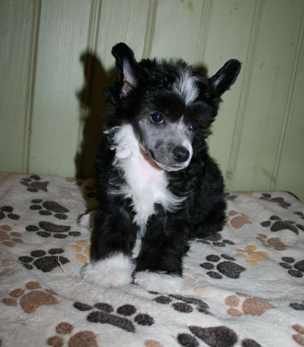 Proud Pony No Control