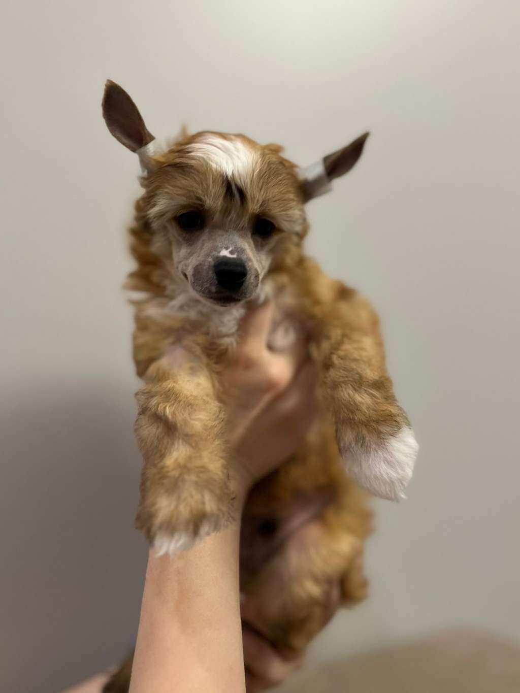 Elance Louange Alfonso de Este