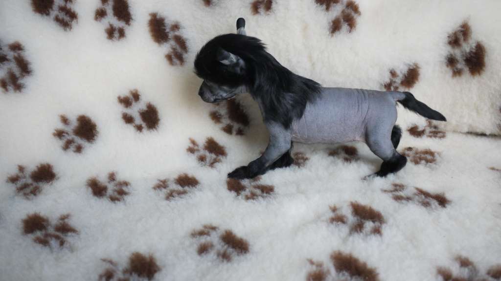 Dancer Little Charmings