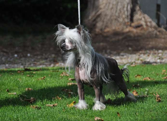 Godiva Black Little Champs