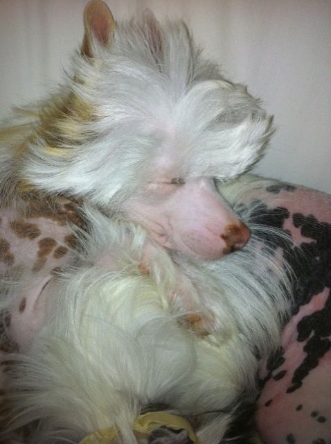 Incanto Shine  von Shinbashi