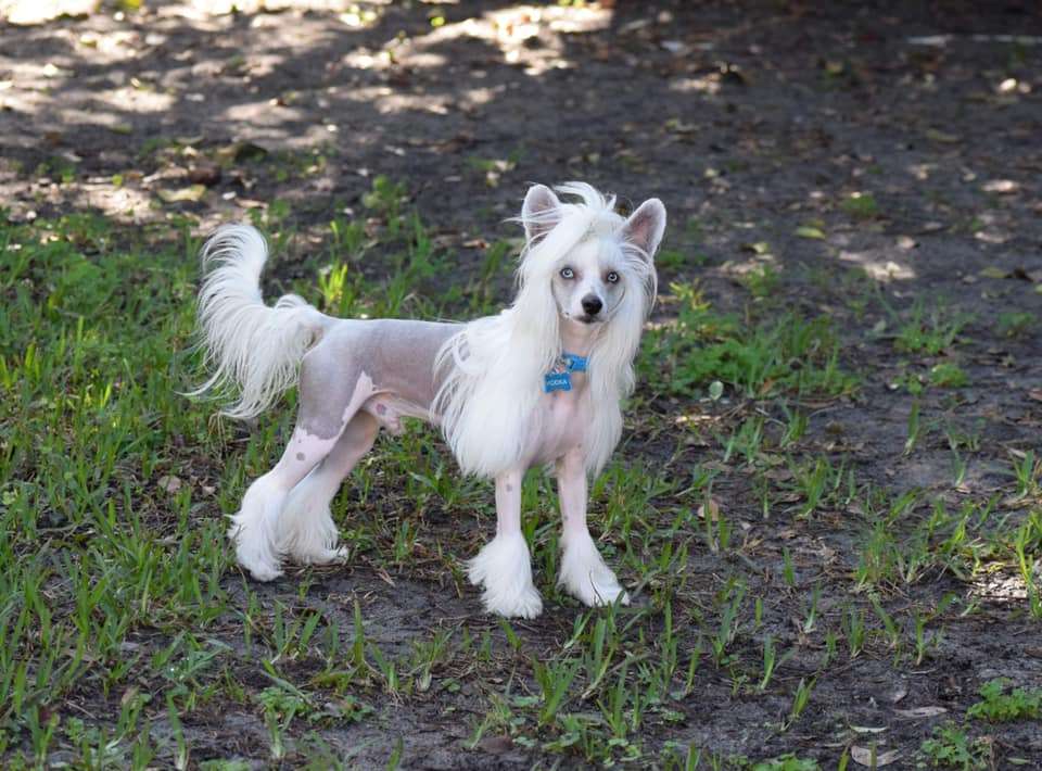 Landkris Veni Vidi Vici