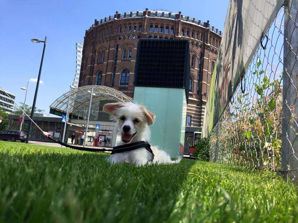 Annelie vom Blühmchen